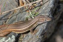 Algerischer Sandlaeufer